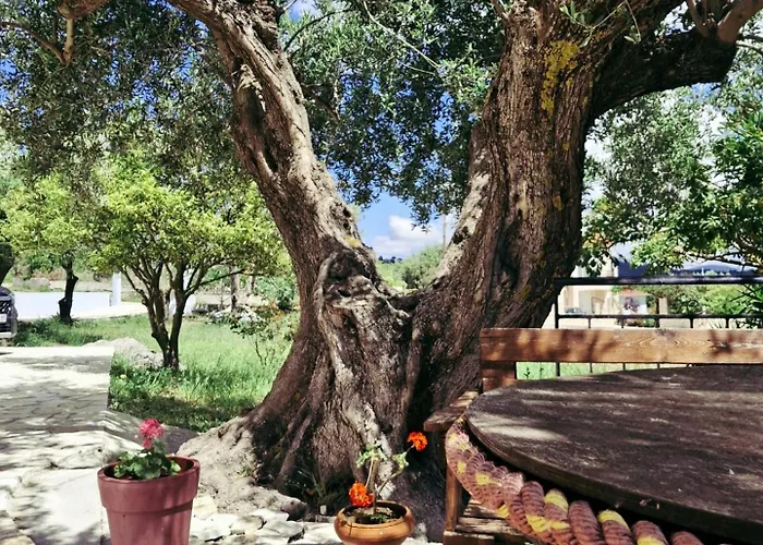 Olivo