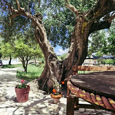 Olivo