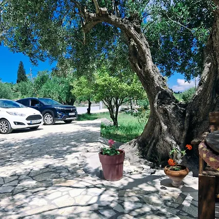 Olivo *